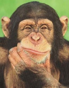 Enda would be more afraid of a chimp in the Dail chamber than one of his own backbenchers. And he'd work for peanuts.